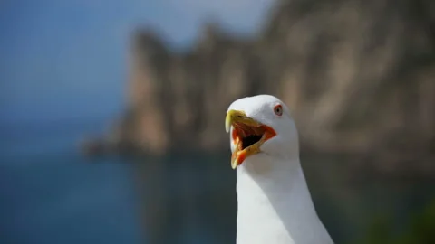 Laughing gull close-up looks into the camera. Video stock 109056534