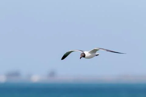 Laughing Gull cocking head Foto stock