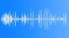 Laughing Gull CU Calls Sound Effect