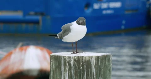 Laughing Gull on dock pier post Stockbeeldmateriaal 330192164