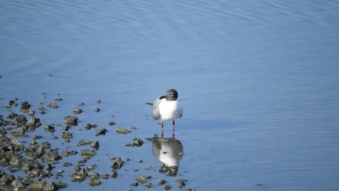 Laughing Gull Feeding in the Marsh Stock Footage 130614810