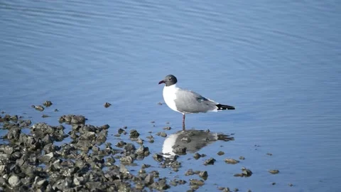 Laughing Gull Feeding in the Marsh Stock Footage 130614826