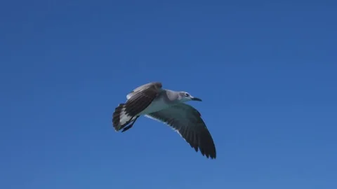 Laughing gull in flight. Slow motion. Mayan Riviera, Quintana Roo, Mexico. Stock Footage 83941960