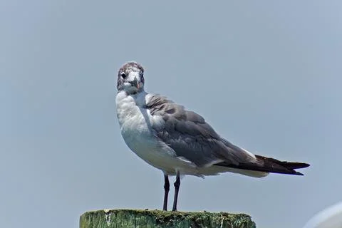 Laughing Gull Looking at Camera Stock Photos