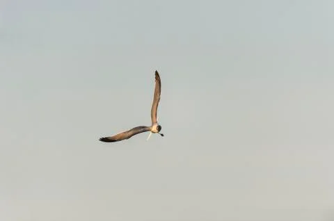 Laughing Gull over nesting grounds Foto stock