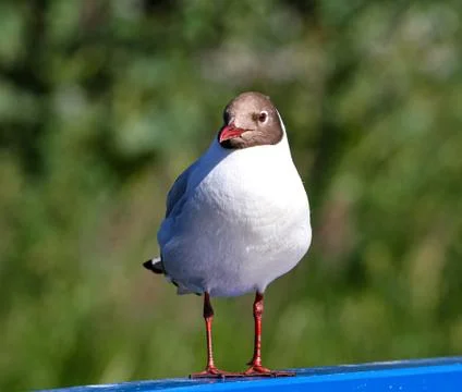 Laughing gull Stock Photos