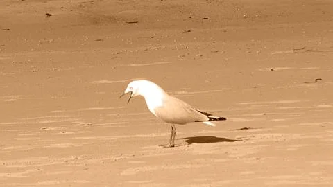 Laughing Gull Stock Photos