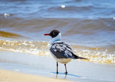 Laughing Gull Stock Photos