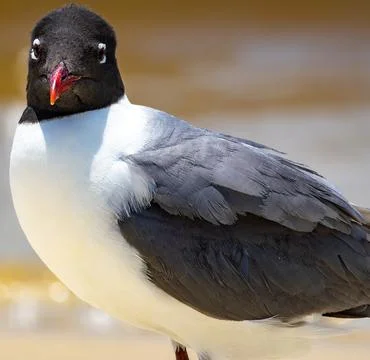 Laughing Gull Stock Photos