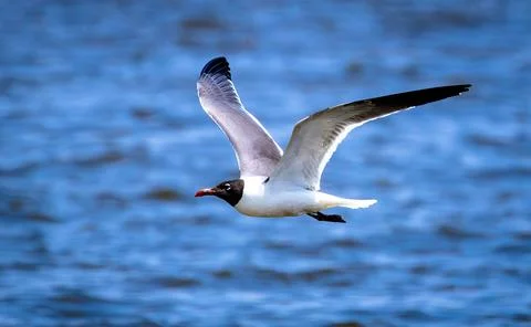 Laughing Gull Stockfoto's