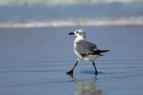 Laughing gull taking a step. Stock Photos