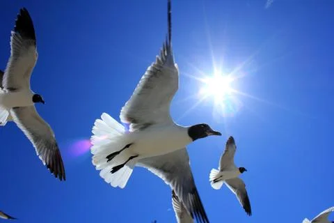 Laughing Gulls In Flight Stock Photos