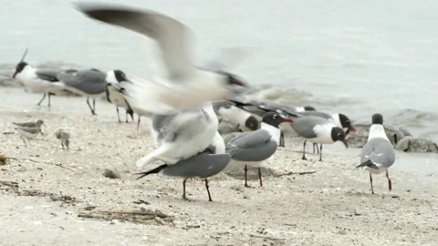 Laughing Gulls mating Stock Footage 153120818