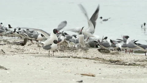 Laughing Gulls mating Stock Footage 153120820