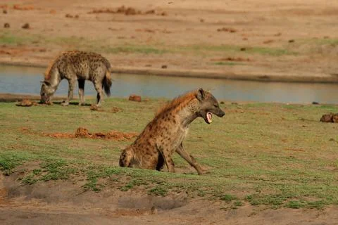 Laughing Hyena Stock Photos