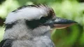 Laughing kookaburra close up portrait profile with green bokeh background 4k or 4k+ Resolution