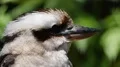 Laughing kookaburra close up portrait profile with green bokeh background 4k or 4k+ Resolution