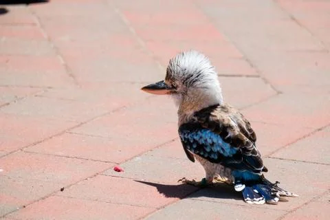 The Laughing Kookaburra Stock Photos