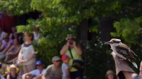 Laughing Kookaburra taking off from birds handler arm, blurred people in BG. Stock Footage 113072476