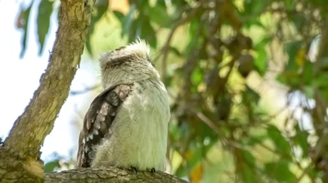 Laughing kookaburra using its large bill to groom feathers Stock Footage 58561129