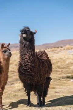 Laughing llama Stock Photos