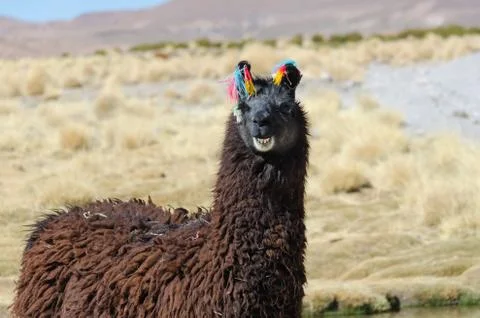 Laughing llama Foto stock