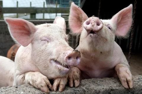 Laughing pigs Stock Photos