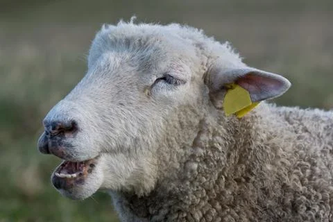 Laughing Sheep Stock Photos