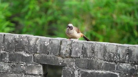 Laughing thrush Stock Footage 155730310