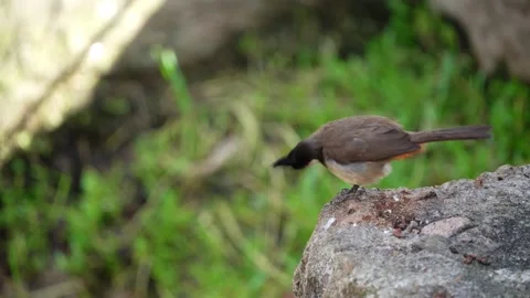 Laughing thrush Stock Footage 155730432