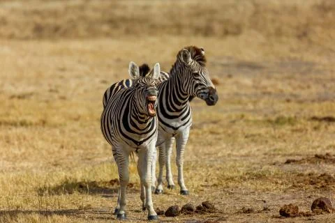 Laughing Zebra Stock Photos