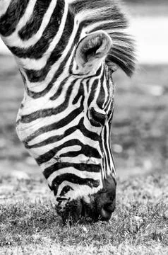 Laughing zebra Stock-Fotos