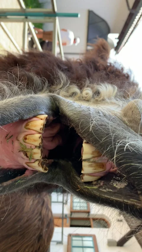 Laughting donkey Stockbeeldmateriaal 248687325