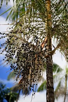 Launch of acai palms Foto stock