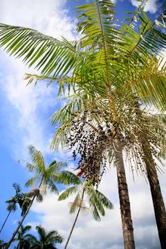 Launch of acai palms Stock Photos
