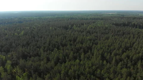 Launching a drone over a wide forest, descending into the flesh Stock Footage 132719648