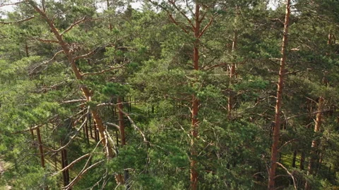 Launching a drone over a wide forest Stock Footage 132719963