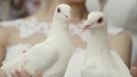 Launching pigeons Stock Footage 98017518