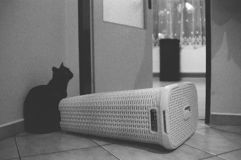 Laundry basket after attack of kitten Violka II.  in Chomutov in Czechia on.. Stock Photos