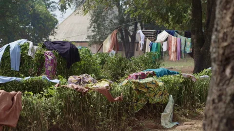 Rope In Bush Stock Videos – Royalty-Free HD & 4K Videos