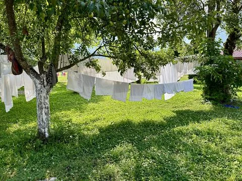 Laundry hanging on a line between trees in a peaceful orchard Stock Photos