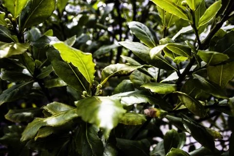 Laurel bay leaf tree close up stock photo Stock Photos