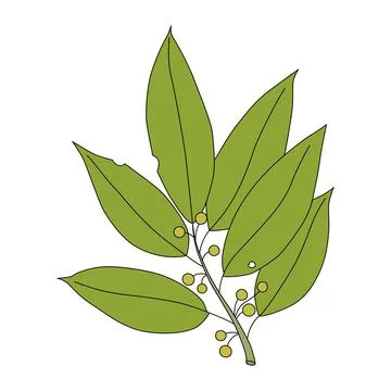 Laurel branch in cartoon style. Vector illustration of culinary herb Ilustración de archivo