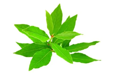 Laurel branch Foto stock