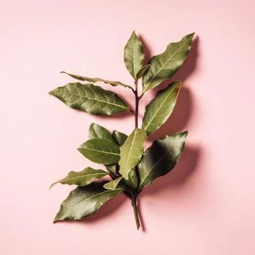 Laurel branch on pink background Stock-Fotos