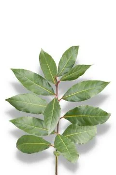 Laurel branch on white Stock Photos