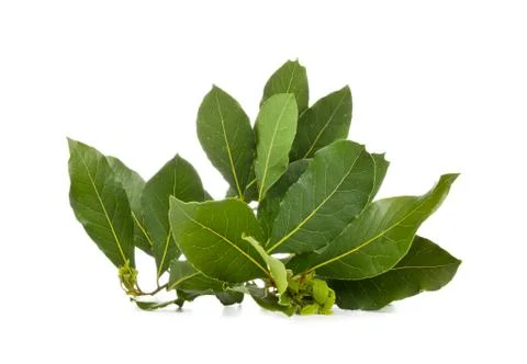 Laurel branches Stock Photos