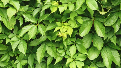 Laurel bush leaves blowing in the wind backdrop slow motion stock footage Stock Footage 344781380