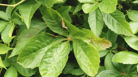 Laurel bush leaves blowing in the wind backdrop slow motion stock footage Stock Footage 344781626
