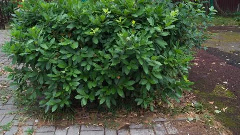 Laurel Bush Stock Photos